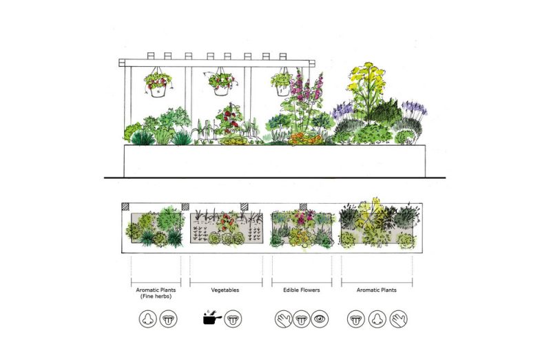 Alliumgardenersplantdesign2 800x500